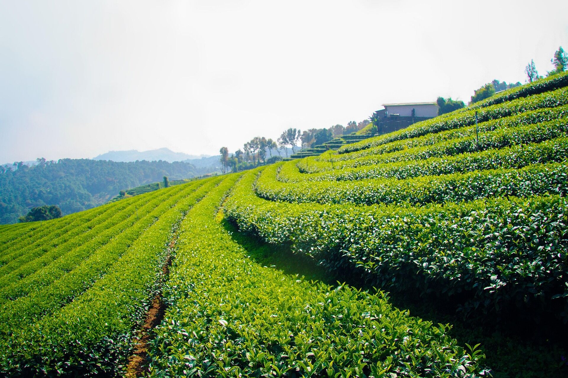 Mae Taeng Tea Plantation